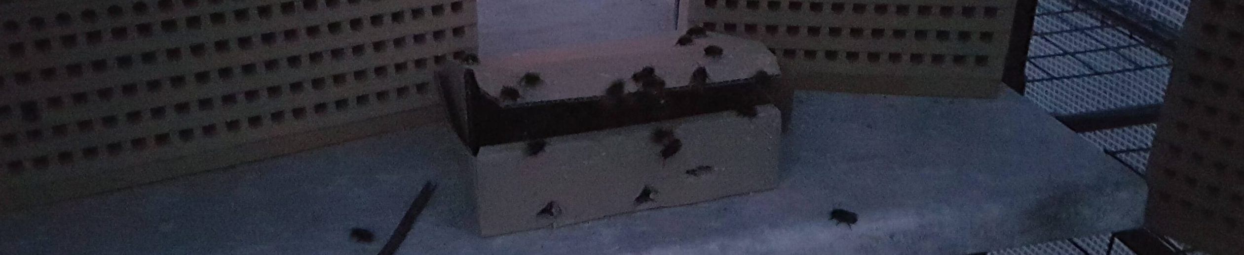 5. Mauerbienen Kokons ausbringen und Schlupf 1 Kokons ausbringen Rote und Gehörnte Mauerbienen (Osmia cornuta) schlupf im Morgengrauen an Nisthilfen